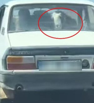 Şanlıurfa’da Toros ile Hayvan Taşıyan Vatandaş Sosyal Medyada Gündem Oldu