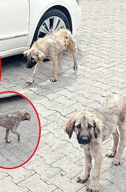 Şanlıurfa OSB’de Sokak Hayvanlarında Uyuz Salgını Yayılıyor