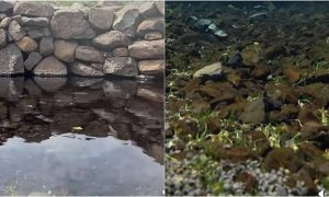 Siverek’in Doğal Akvaryumu Kaniya Reş Görenleri Büyülüyor!