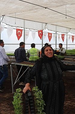 Urfa’da Çiftçilere Binlerce Urfa Biberi Fidesi Dağıtıldı
