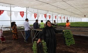 Urfa’da Çiftçilere Binlerce Urfa Biberi Fidesi Dağıtıldı