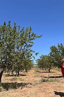 Urfa’da Fıstık ve Badem Bahçelerinde İnceleme Başlatıldı!