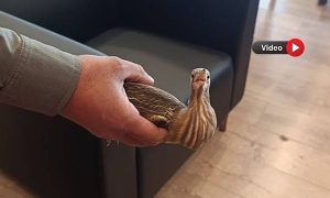 Urfa’da Tedavisi Tamamlanan Balaban Kuşu Doğaya Salındı