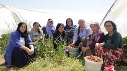 Viranşehir’de Kadınların Emeğiyle Bir İlk: Çilek Hasadı Başladı