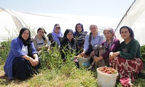 Viranşehir’de Kadınların Emeğiyle Bir İlk: Çilek Hasadı Başladı