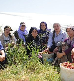 Viranşehir’de Kadınların Emeğiyle Bir İlk: Çilek Hasadı Başladı
