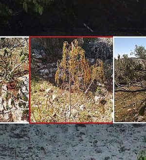 Zirai Don Alarmı: 36 İl Etkilendi, Üretici Zor Durumda