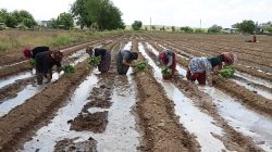 Birecik Patlıcanı Toprakla Buluştu!