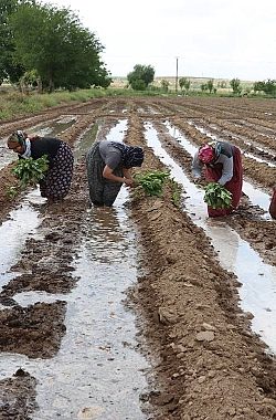 Birecik Patlıcanı Toprakla Buluştu!