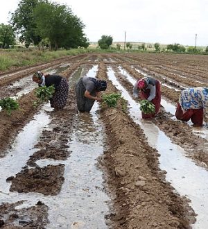 Birecik Patlıcanı Toprakla Buluştu!