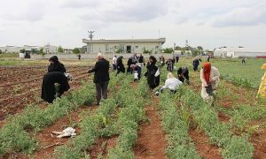 Büyükşehir’den Emekli Kadınlara Yönelik Süs Bitkisi Yetiştiriciliği Eğitimi
