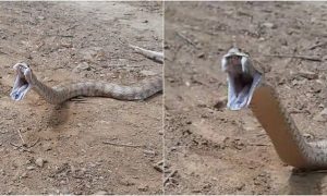 Dev Engerek Yılanı Görüntülendi: Ağzını Açan Yılan Korku Dolu Anlara Neden Oldu