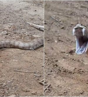 Dev Engerek Yılanı Görüntülendi: Ağzını Açan Yılan Korku Dolu Anlara Neden Oldu