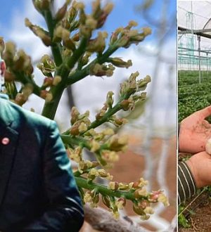 Dolu Yağışı Sonrası Fıstık Üreticilerine Kritik Uyarı: Ağaçlarınızı Hemen Koruyun