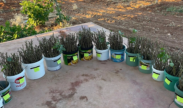  Fıstık Aşı Kalemleri Üreticiye Yeni Gelir Kapısı Oldu