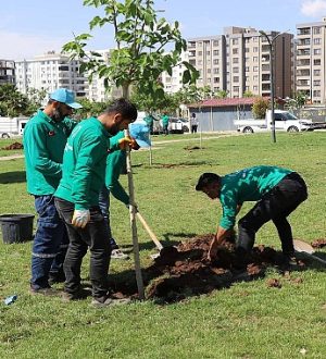 Haliliye’de Yeşil Alan Çalışmaları Devam Ediyor