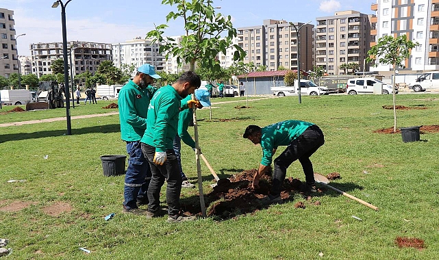  Haliliye’de Yeşil Alan Çalışmaları Devam Ediyor