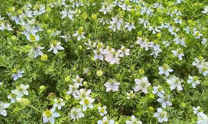 Harran Ovası’nda Yeni Umut: Çörek Otu Üretimi Başladı