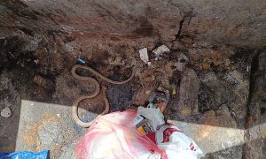 Havalar Isındı! Yılanlar Ortaya Çıktı