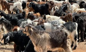 Hayvan Pazarı Yerini Sosyal Medyaya Bıraktı: Uzmanlardan Güvenlik Uyarısı