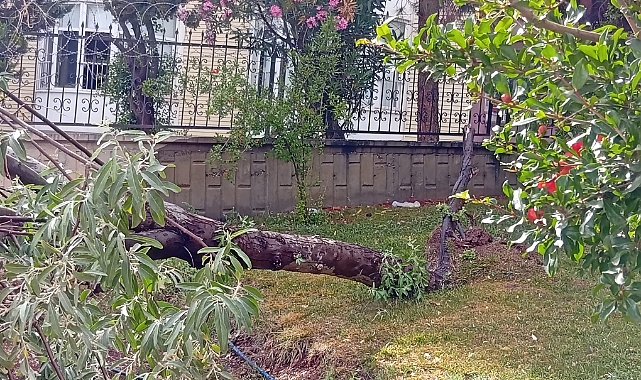  Şanlıurfa’da Fırtına Ağaç Devirdi