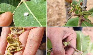 Şanlıurfa’da Fıstık Üreticisine Uyarı: Verim Düşüyor, Tehlike Büyüyor