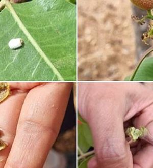 Şanlıurfa’da Fıstık Üreticisine Uyarı: Verim Düşüyor, Tehlike Büyüyor