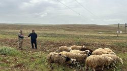 Şanlıurfa’da Kayıp Hayvanlar Jandarma Tarafından Bulundu