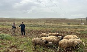 Şanlıurfa’da Kayıp Hayvanlar Jandarma Tarafından Bulundu