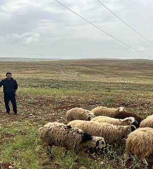 Şanlıurfa’da Kayıp Hayvanlar Jandarma Tarafından Bulundu