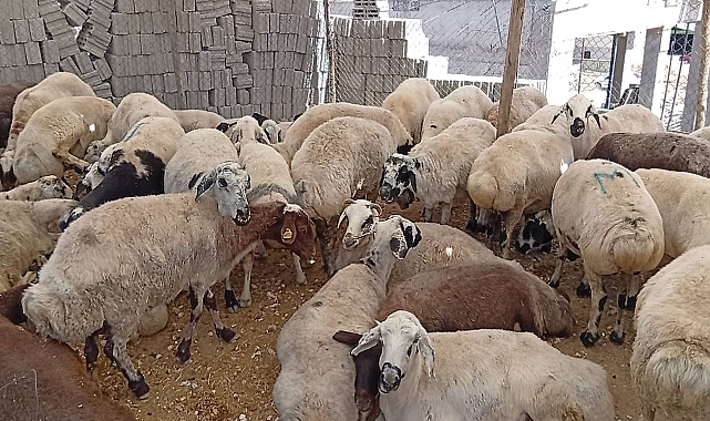  Şanlıurfa’da Kuraklık Kurban Pazarını Vurdu: Alıcı Yok, Pazarlar Boş Kaldı