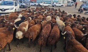 Şanlıurfa’da Kurbanlık Fiyatları Belli Oldu