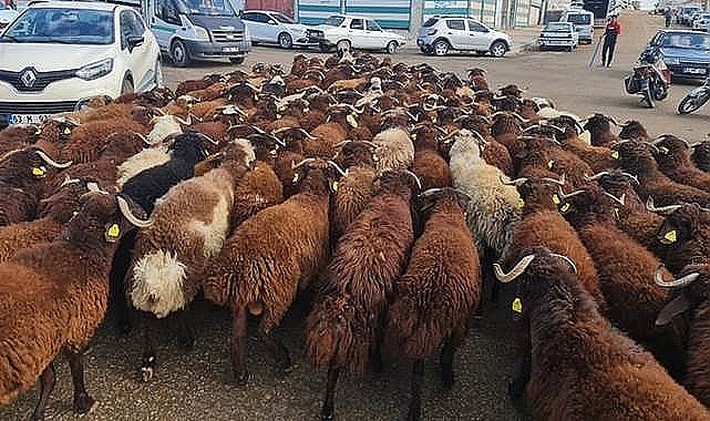  Şanlıurfa’da Kurbanlık Fiyatları Belli Oldu