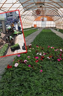 Seralarda Yetiştirilen 500 Bin Çiçek, Şanlıurfa’yı Güzelleştirecek