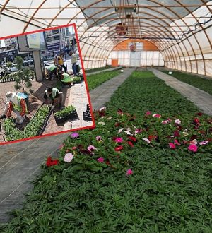 Seralarda Yetiştirilen 500 Bin Çiçek, Şanlıurfa’yı Güzelleştirecek