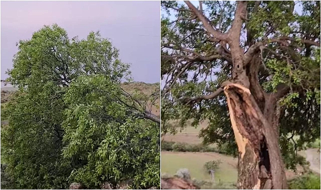  Siverek’te Fırtına Asırlık Ağacı İkiye Ayırdı!