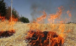 TEMA’dan Uyarı: Anız Yakmak Toprağı ve Geleceği Yok Ediyor