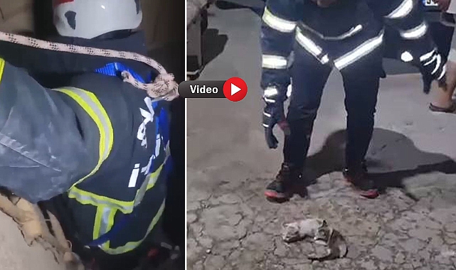  Urfa’da Havalandırma Boşluğuna Düşen Yavru Kediler Kurtarıldı