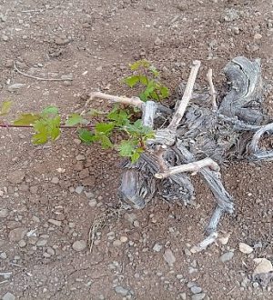 Urfa’da Kuraklık Alarm Veriyor: Fıstıkta Rekolte Düştü, Üzümde Yaprak Yok