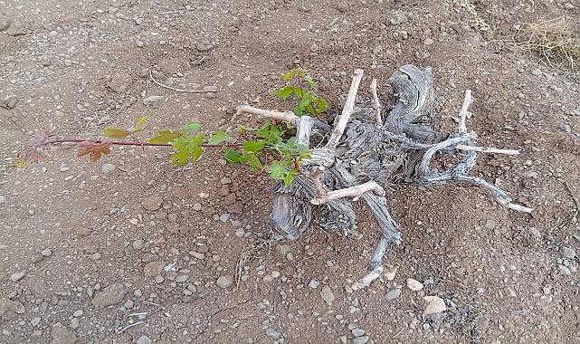  Urfa’da Kuraklık Alarm Veriyor: Fıstıkta Rekolte Düştü, Üzümde Yaprak Yok