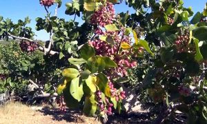 Urfa’daki Fıstık Üretim Sorunları Meclis Gündeminde