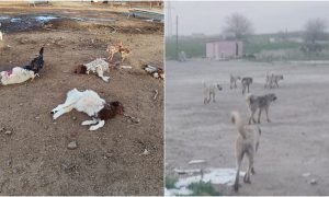 Viranşehir’de Sokak Köpekleri 25 Kuzuyu Telef Etti: Muhtar İsyan Etti