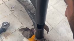Yangın Merdiveninde Sıkışan Kırlangıç, İtfaiye Tarafından Kurtarıldı