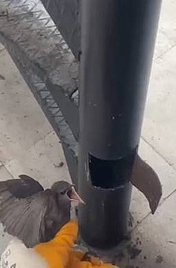 Yangın Merdiveninde Sıkışan Kırlangıç, İtfaiye Tarafından Kurtarıldı