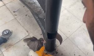 Yangın Merdiveninde Sıkışan Kırlangıç, İtfaiye Tarafından Kurtarıldı