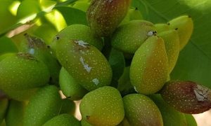 Ziraat Fakültesi, Dolu’dan Zarar Gören Fıstık Ağaçlarına Çözüm Üretti