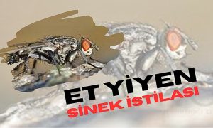 Et Yiyen Sinek Alarmı: “Yeni Dünya Vida Kurdu” Geri Döndü