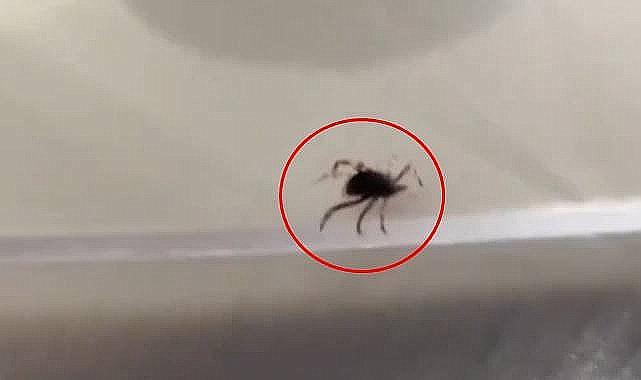  Kırım Kongo Kanamalı Ateşi (KKKA) Hastalığı: Bilinmesi Gerekenler