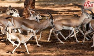 Urfa Ceylanları Doğaya Kazandırılıyor: 3 Bini Aştılar