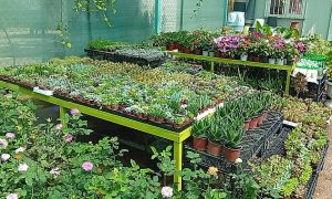 Urfa’da Bayram Öncesi Çiçekçilere Yoğun İlgi